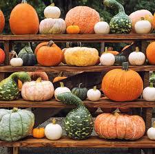 pumpkin delivery service classic porch package with mixed orange and white pumpkins on wooden shelves