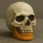 Life Size Skeleton Head