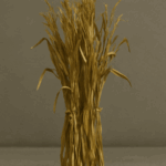 Corn Stalks
