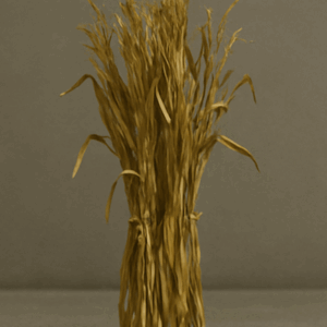 Corn Stalks